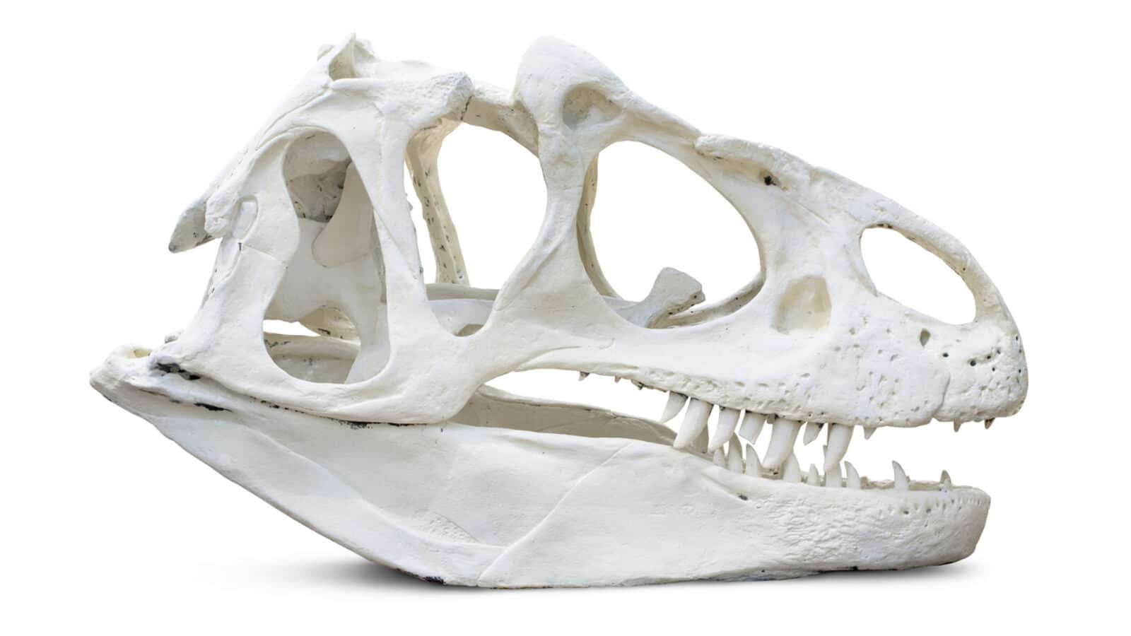 Tyrannosaurus Rex Skull